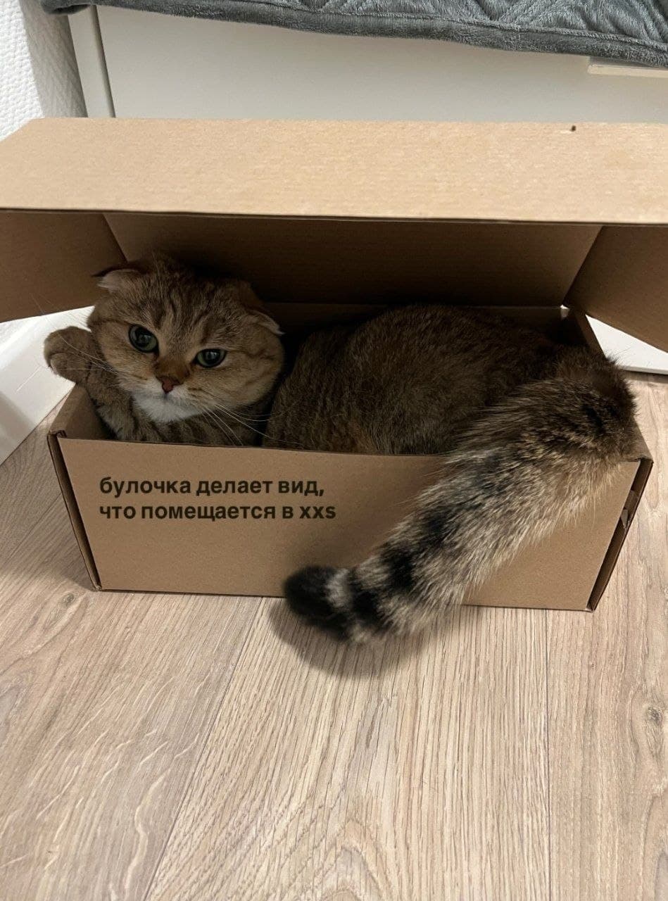 Кот Булочка в коробке
